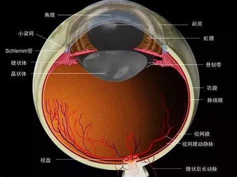 眼角位置|最完整、最有用的眼睛基础解剖图，值得收藏！